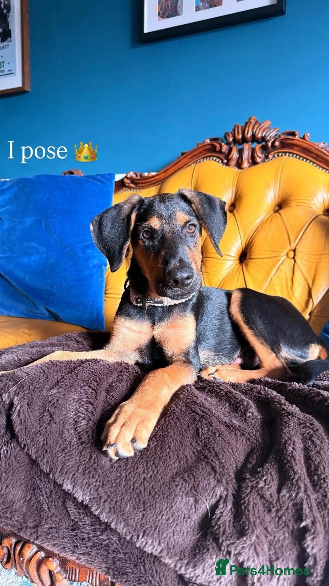 Mixed Breed dogs for adoption: KOOPER ADORABLE 4.5 MONTH OLD PUPPY in Stone - Advert 2