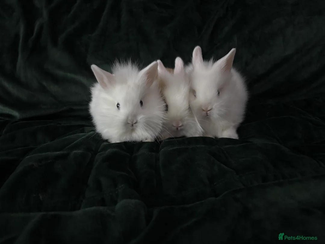 Lionhead rabbits for sale: Beautiful lion-head bunnies 🐰  - Advert 8