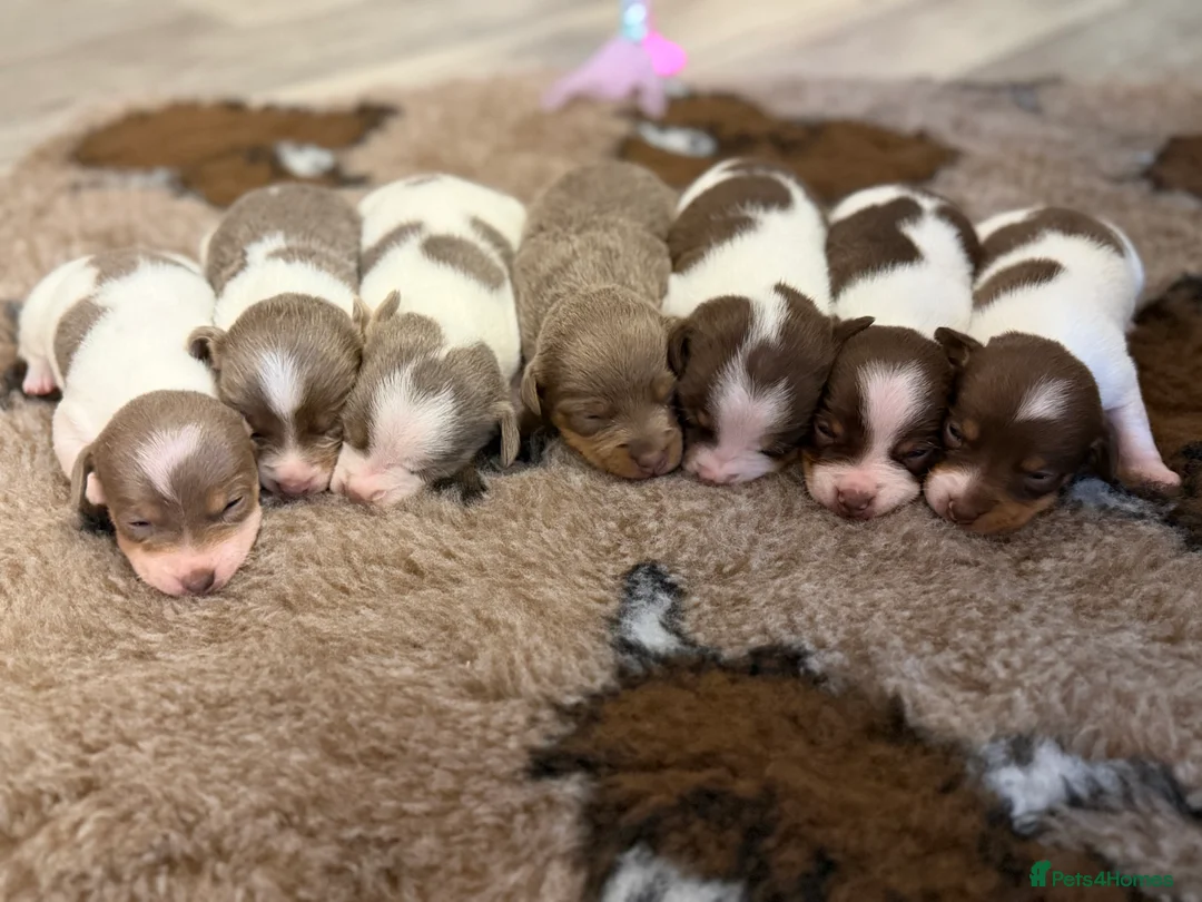 Jack Russell dogs for sale: DONJACKS - fully health tested miniature puppies  - Advert 8