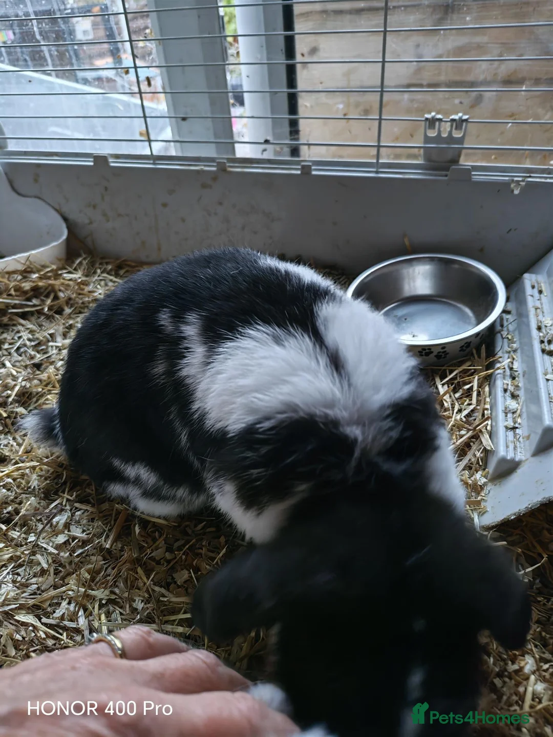 Mini Lop rabbits for sale: Pure Bred Mini Lop - Advert 2