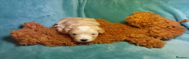 Maltipoo 1