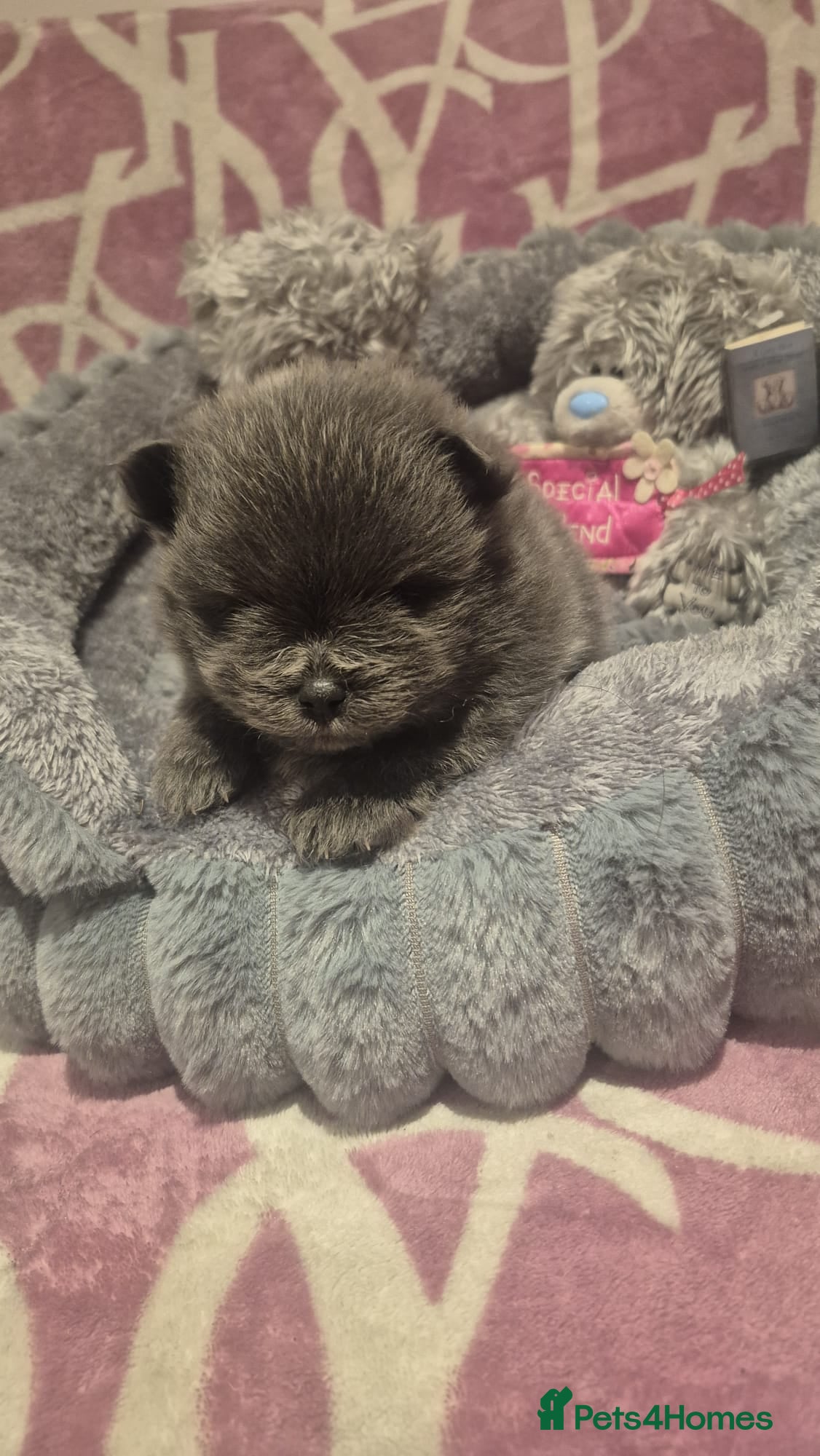 Pomeranian dogs for sale: Mini pomeranian puppies excel Russian bloodlines - Advert 19