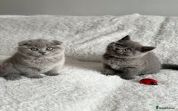 Scottish Fold cats for sale: Scottish fold and straight kittens  - Image 18
