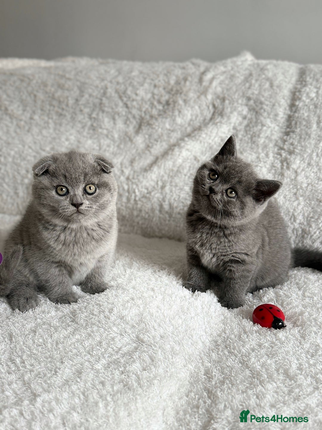 Scottish Fold cats for sale: Scottish fold and straight kittens  - Image 18