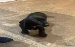 Mixed Breed dogs for sale: Stunning pups looking for new home  - Advert 3