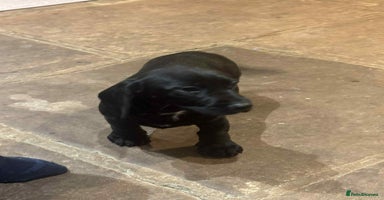 Mixed Breed dogs Stunning pups looking for new home  - Advert 9