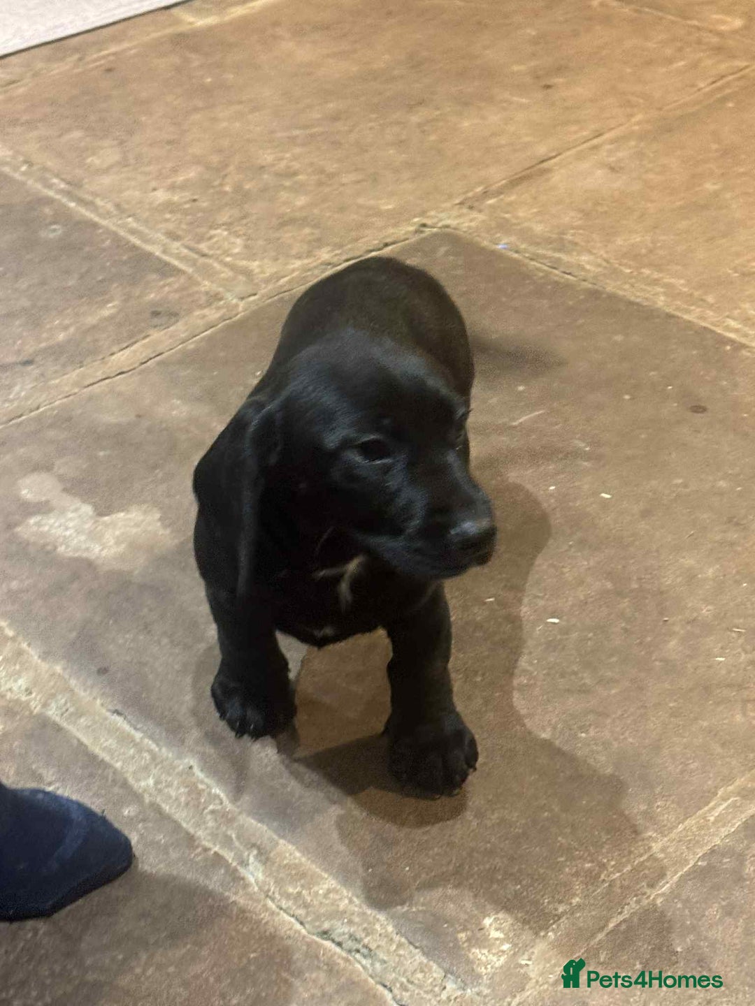 Mixed Breed dogs for sale: Stunning pups looking for new home  - Advert 3