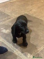 Mixed Breed dogs Stunning pups looking for new home - Advert 2