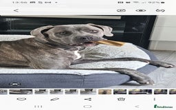 Cane Corso dogs for sale: Cane corso for sale - Image 2