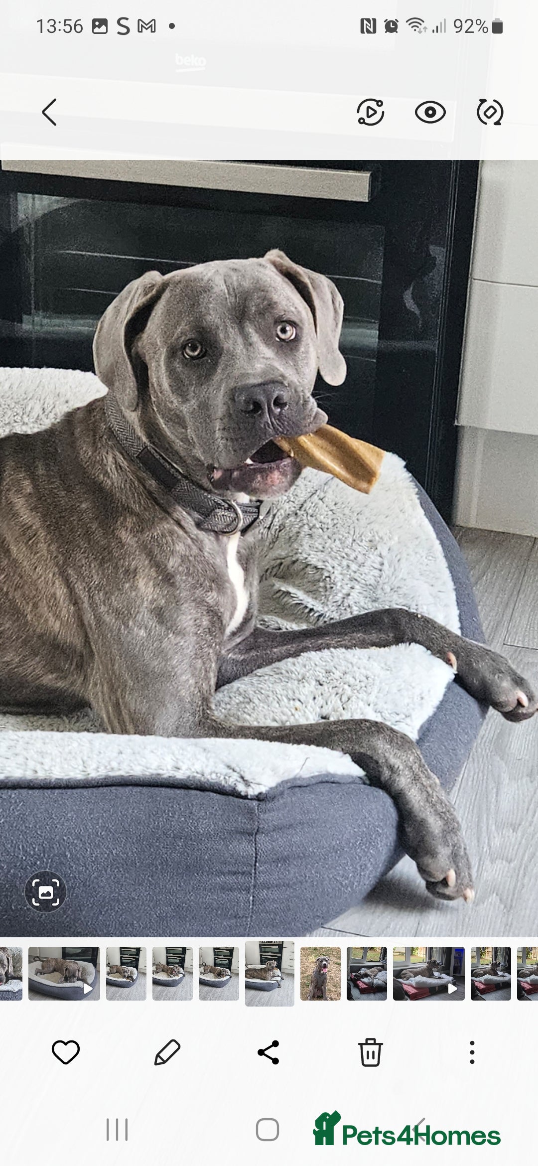 Cane Corso dogs for sale: Cane corso for sale - Image 2