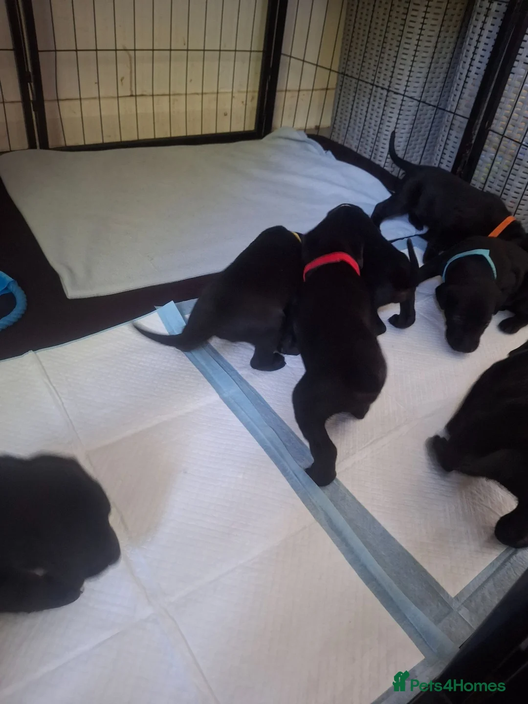 Mixed Breed dogs for sale: Doberdor puppies!!! - Advert 2