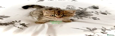 Golden tabby 