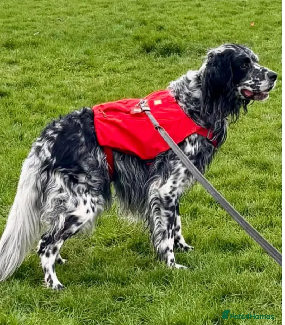 English Setter dogs for adoption: Evo   - Advert 17