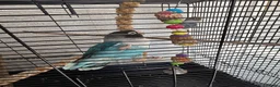 Lovebirds birds for sale: pairs of love birds breeding pairs with cage - Advert 3