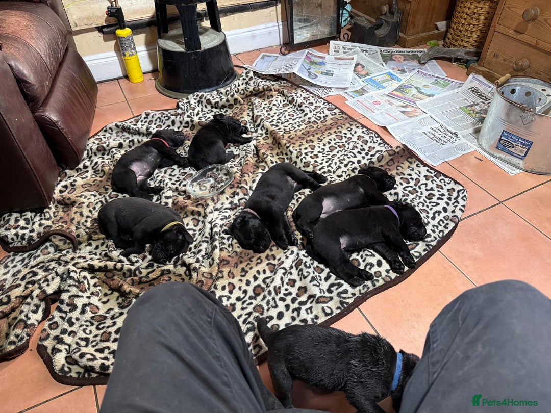 Mixed Breed dogs for sale: Cane Corso × Rottweiler/Bordeaux Puppies All Girls - Image 39