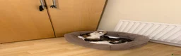 British Longhair cats for sale: 3 Stunning British long hair females - Advert 2