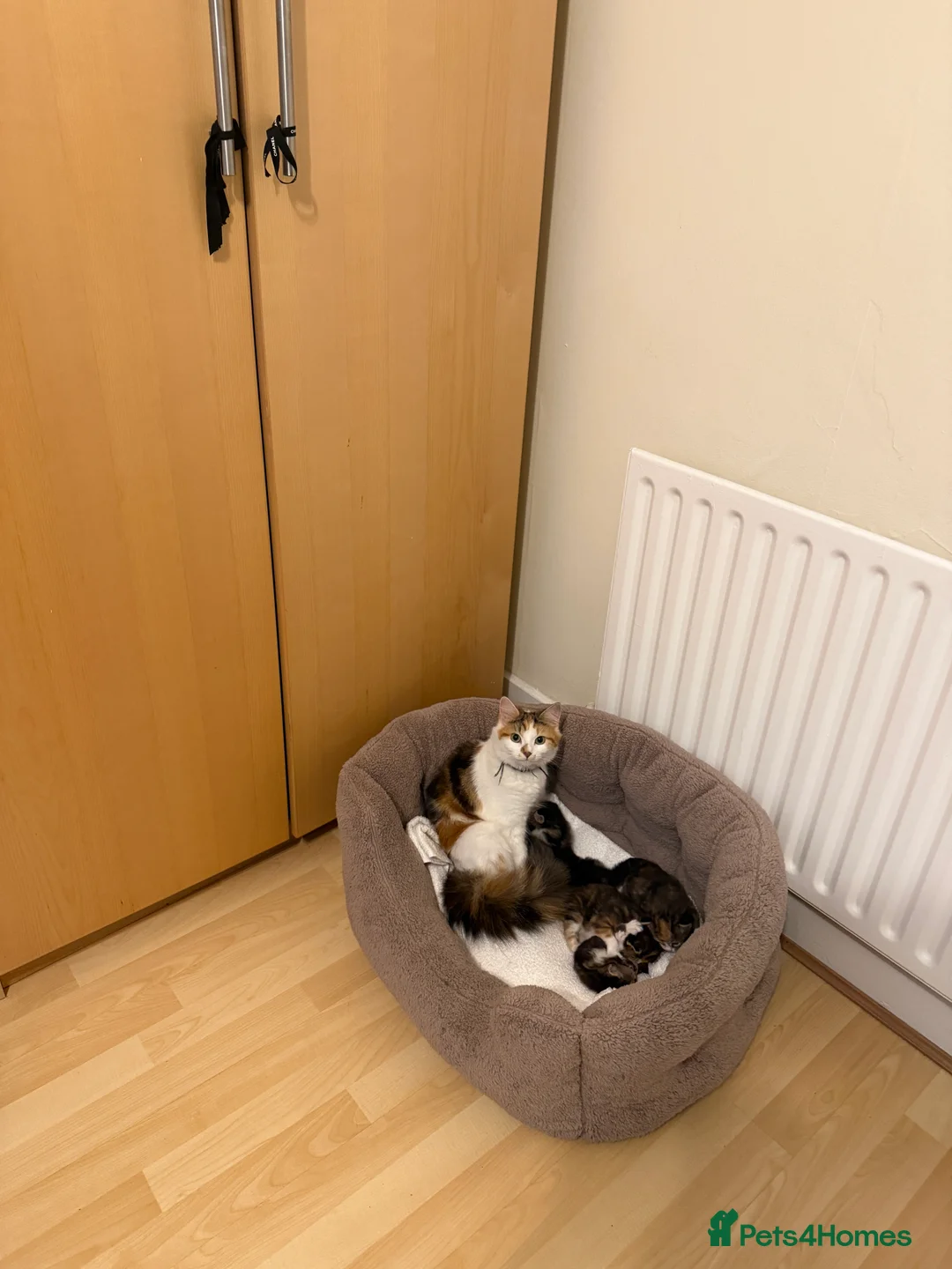 British Longhair cats for sale: 3 Stunning British long hair females - Advert 2