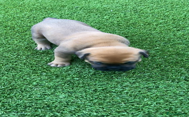 Bullmastiff dogs - Advert 1