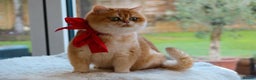 British Shorthair cats for sale: Golden British Shorthair Girl - 1 year old  - Advert 2