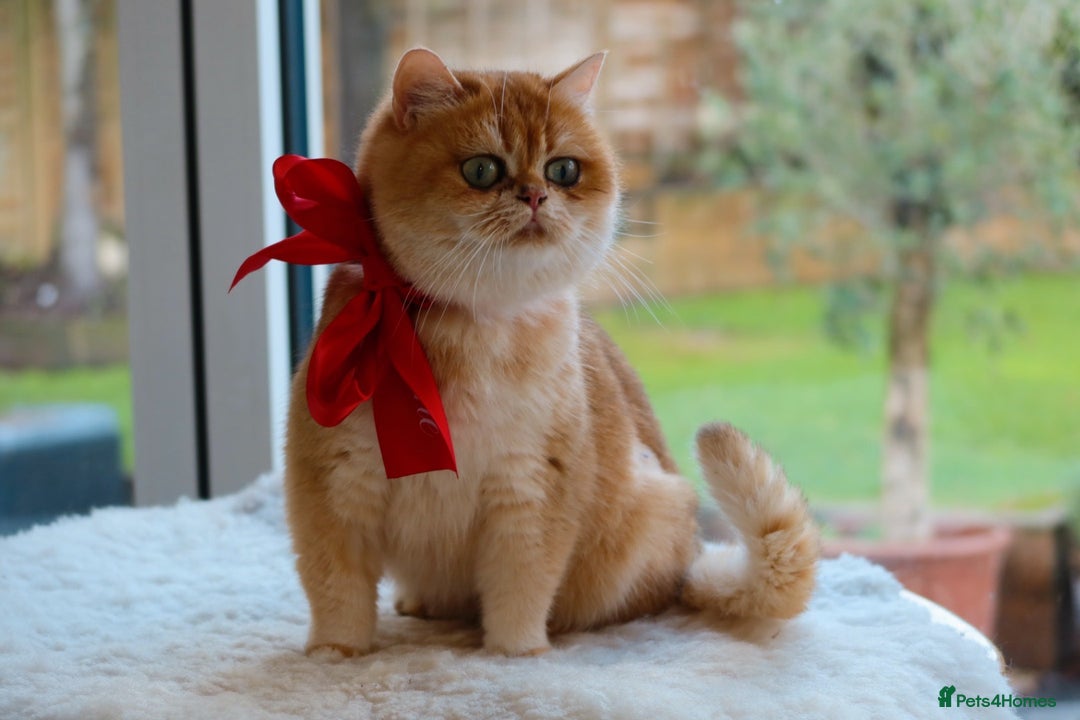 British Shorthair cats for sale: Golden British Shorthair Girl - 1 year old  - Advert 2
