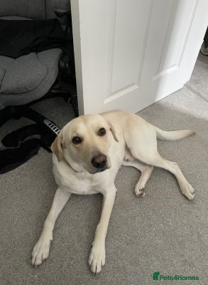 Labrador Retriever dogs health checked labrador retriever - Advert 1