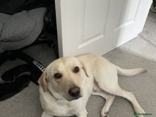 Labrador Retriever dogs health checked labrador retriever - Advert 18