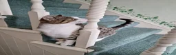 Mixed Breed cats for sale: Tabby Cats 4 Sale in Barking - Advert 16