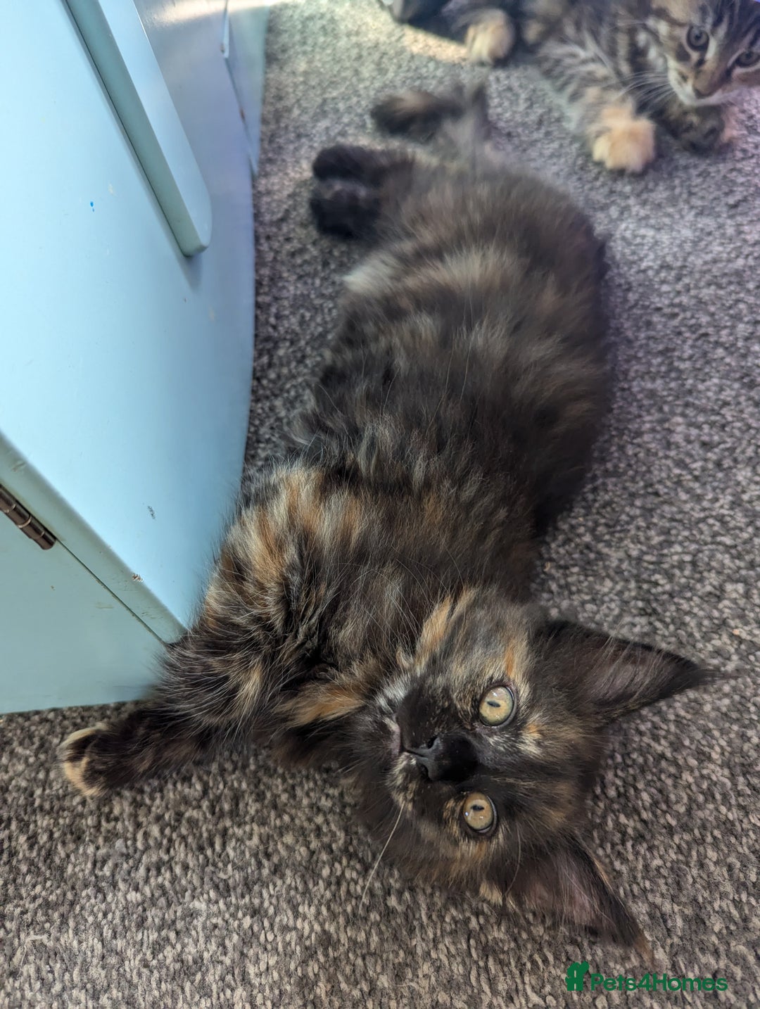 Maine Coon cats for sale: 1 remaining healthy full breed Maine coon kitten - Image 15