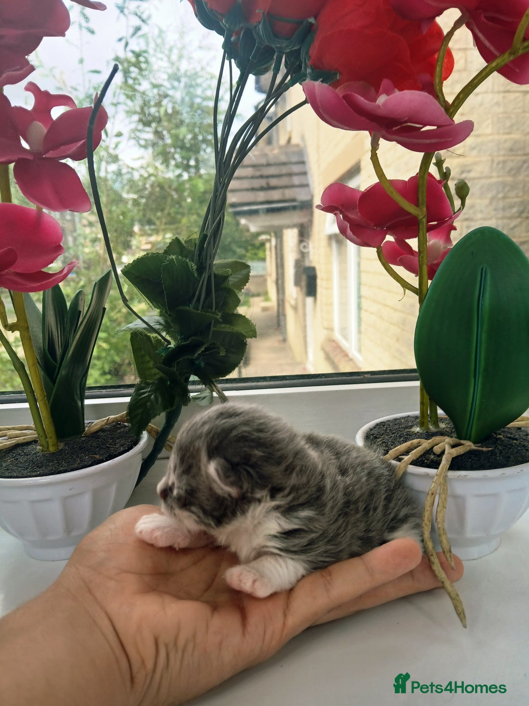 Russian Blue cats for sale: Russain blue x Maine coon Kittens for Sale - Image 6