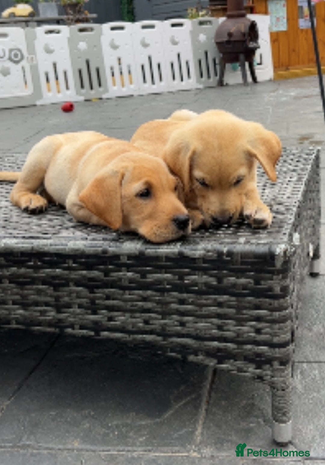 Labrador Retriever dogs for sale: Labrador Retrievers ** only 2 girls left ** - Image 6