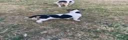 Jack Russell dogs for sale: Jack Russell - Advert 12