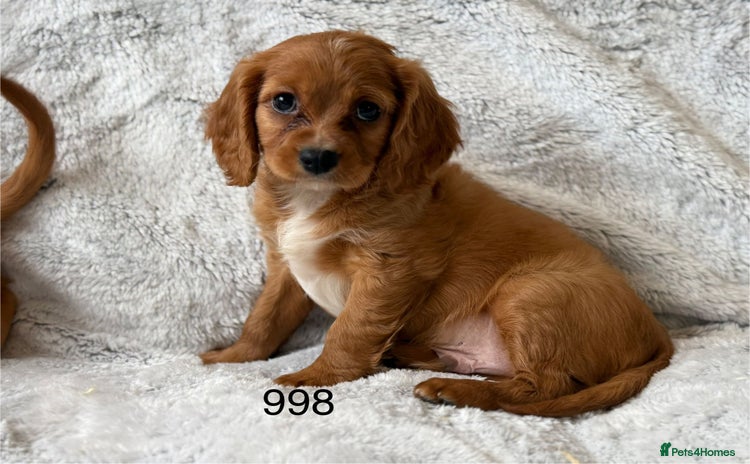 Mixed Breed dogs - Advert 15