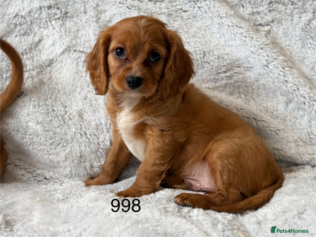 Mixed Breed dogs for sale: Spaniels mixed breed - Image 1