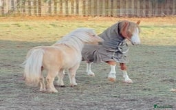 Shetland pony horses for sale: Palomino Shetland pony  - Image 3