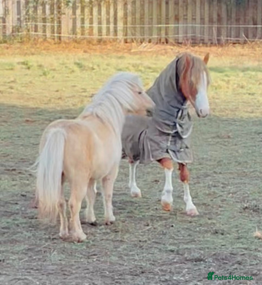 Shetland pony horses for sale: Palomino Shetland pony  - Image 3