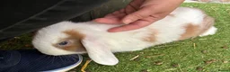 Mini Lop rabbits for sale: Reserved Only 1 baby mini lop left - boy - Advert 11