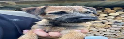 Border Terrier dogs for sale: 1 border terrier girl in Wrexham - Advert 2