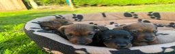 Miniature Dachshund dogs for sale: Miniature Dachshund Puppies - Advert 4