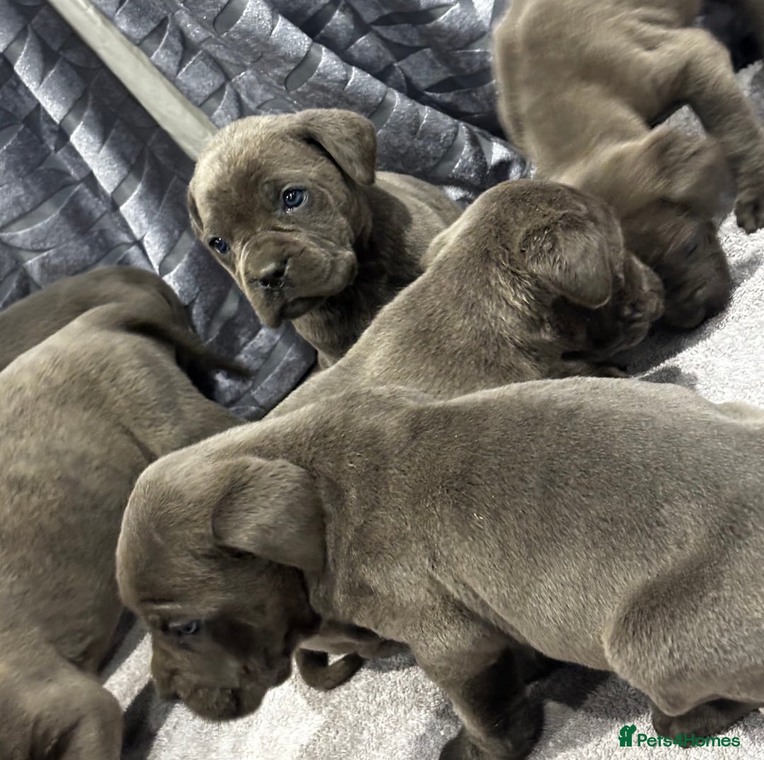 Cane Corso dogs for sale: Cane Corso puppy’s  - Advert 3