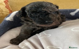 Miniature Poodle dogs for sale: Miniature Poodle Puppies  - Image 23