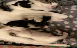 Mixed Breed cats for sale: Cat mixed  - Image 7