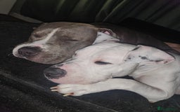 Mixed Breed dogs for sale: Millow 12 months - Image 4