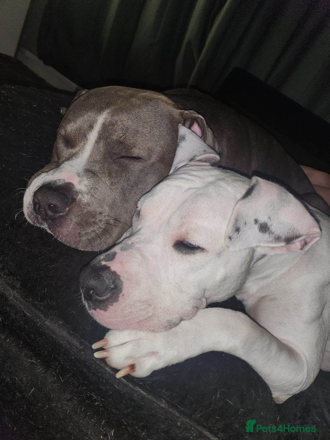 Mixed Breed dogs for sale: Millow 12 months - Image 4