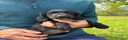 Cocker Spaniel dogs for sale: 4 beautiful working Cocker spaniels  in Bishops Castle - Advert 3