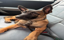 Belgian Shepherd Dog dogs for sale: Male Belgian malinois  - Image 3
