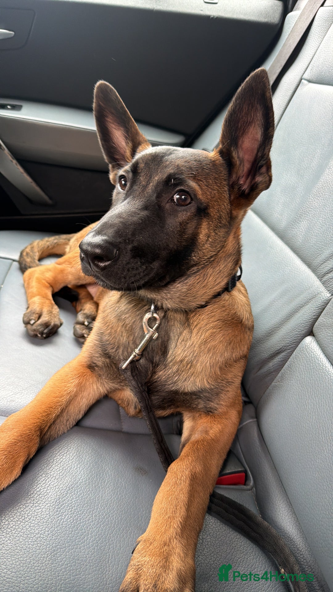 Belgian Shepherd Dog dogs for sale: Male Belgian malinois  - Image 3