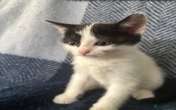 Mixed Breed cats for sale: Domestic cats  - Image 5