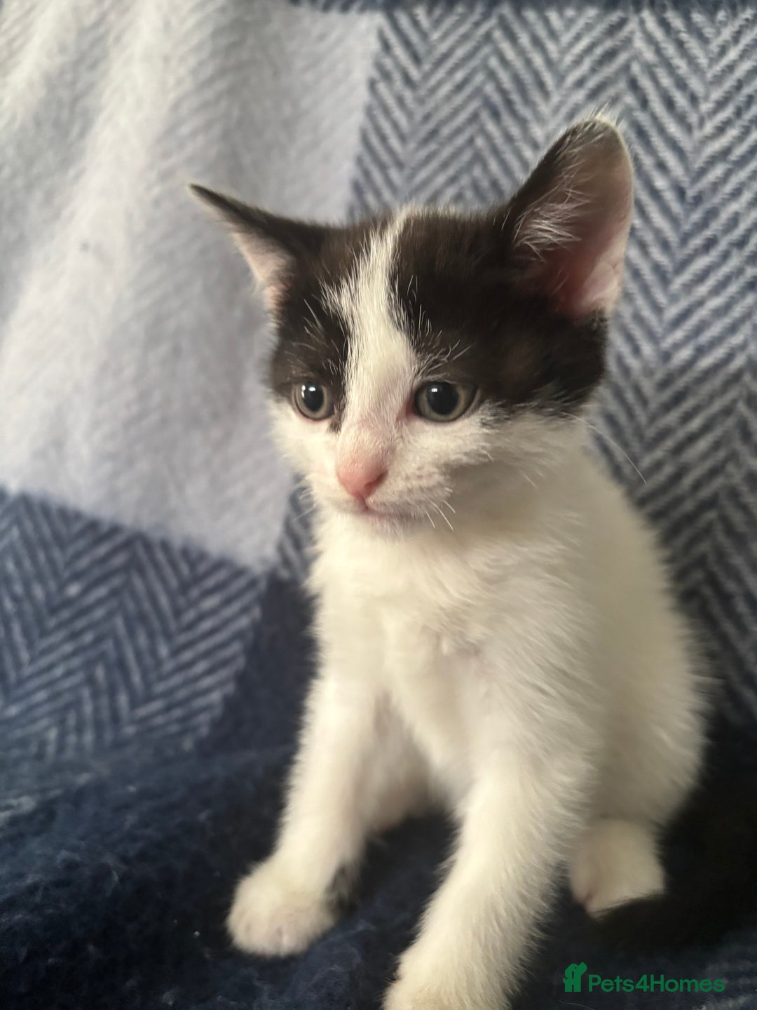 Mixed Breed cats for sale: Domestic cats  - Image 5
