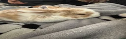 Mini Lop rabbits for sale: Baby mini lop rabbits in Nottingham - Advert 6