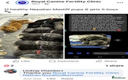 Neapolitan Mastiff dogs for sale: Neapolitan mastiff puppies  - Advert 19